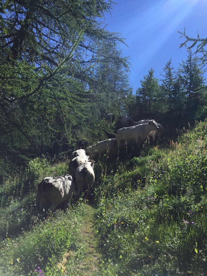 cows and sunshine